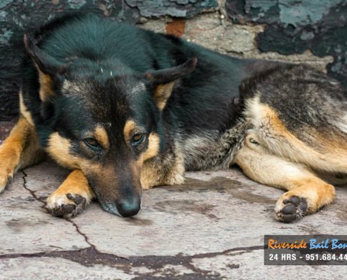 Animal Abuse Is Against the Law