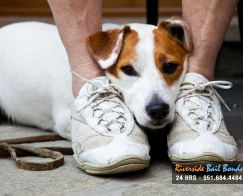 People May Enjoy Fireworks, but Pets Don’t