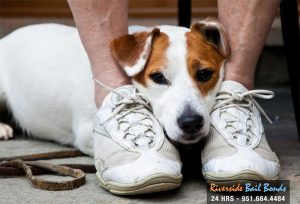 Animal Abuse Now Illegal at the Federal Level
