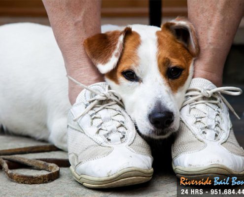 Animal Abuse Now Illegal at the Federal Level