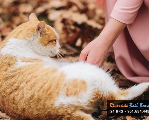 What to Do About Stray Animals