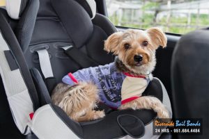 Don’t Leave Your Pet Behind in the Car